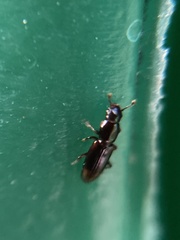 Rhizophagus bipustulatus