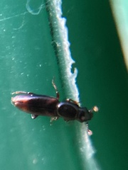 Rhizophagus bipustulatus