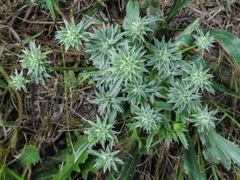 Eryngium armatum