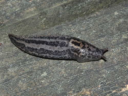 Limax maximus