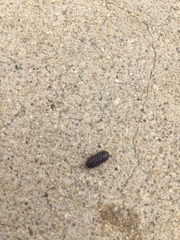 Armadillidium vulgare