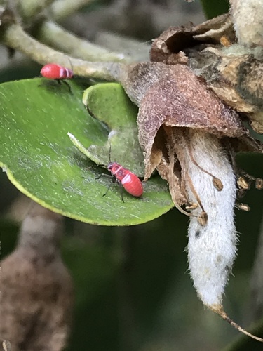 Scarlet Mountain Laurel Mirid photo 3