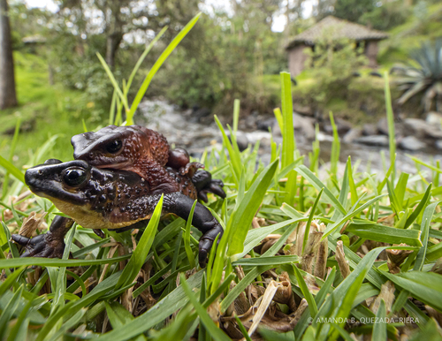Jambato Toad