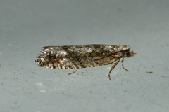 Epinotia celtisana