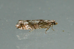 Epinotia celtisana