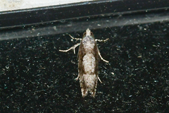 Epinotia celtisana