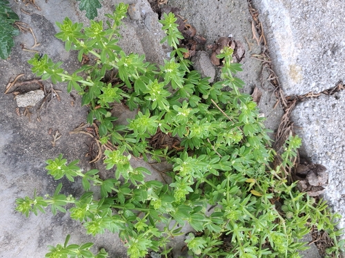 Galium verrucosum, photograph 1