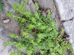 Galium verrucosum, photograph author not stated, no rights reserved