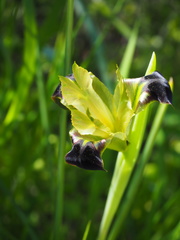 Iris tuberosa