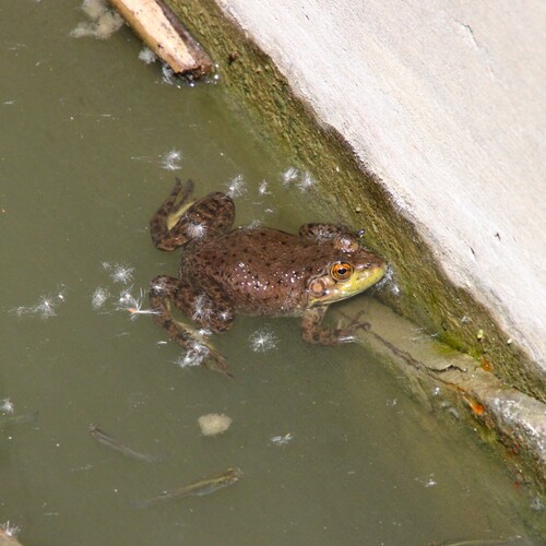 iNaturalist observation photo of American Bullfrog