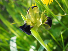 Iris tuberosa