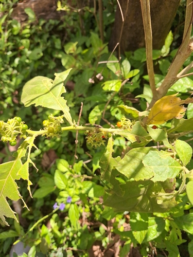 Jamaican nightshade (Solanum jamaicense)