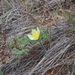 Pulsatilla patens angustifolia - Photo (c) Игорь Поспелов,  זכויות יוצרים חלקיות (CC BY-NC), הועלה על ידי Игорь Поспелов