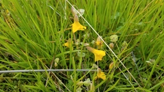 Erythranthe glaucescens