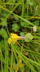 Erythranthe glaucescens