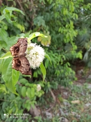 Achlyodes busirus heros