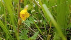 Erythranthe glaucescens