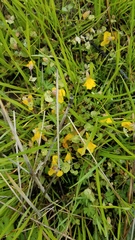 Erythranthe glaucescens