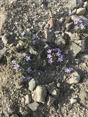 Langloisia setosissima