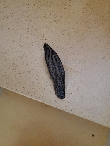 Limax maximus