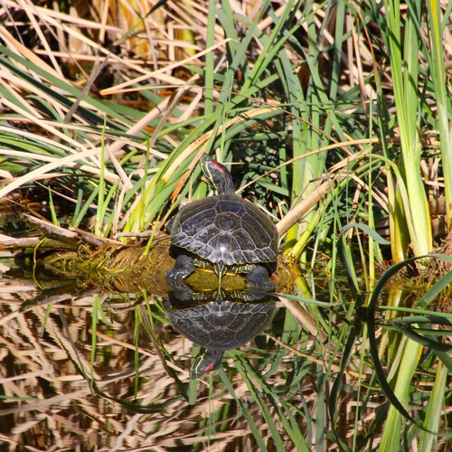 iNaturalist observation photo of Red-eared Slider