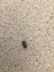 Armadillidium vulgare