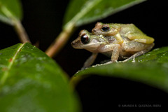 Bromeliad Robber Frog photo 1