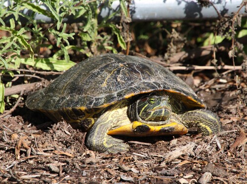 iNaturalist observation photo of Red-eared Slider
