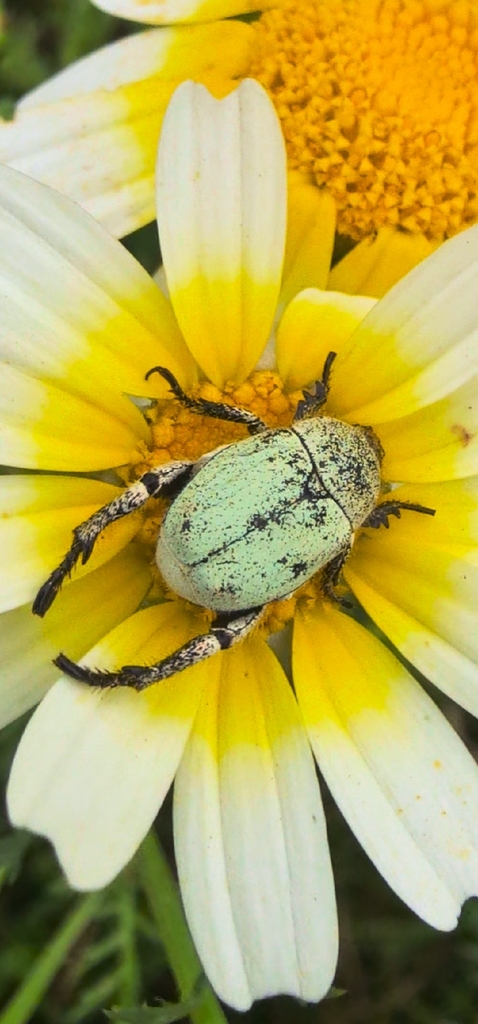 Hoplia chlorophana