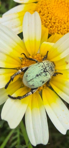 Escarabajo Turquesa