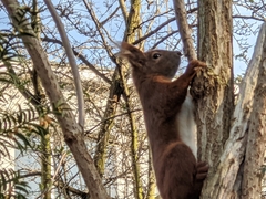 Sciurus vulgaris