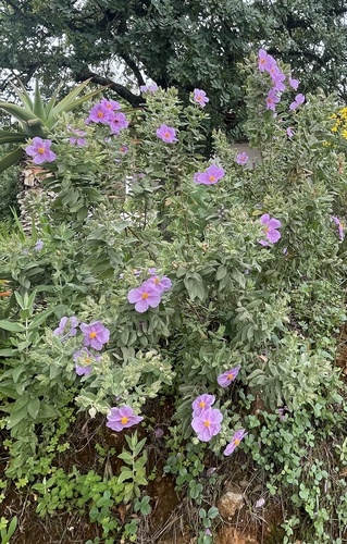 Avistamiento Cistus albidus