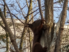 Sciurus vulgaris