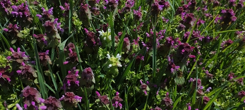 red deadnettle