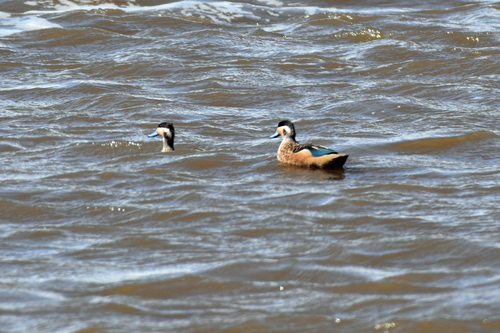iNaturalist image