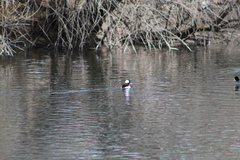 Bucephala albeola