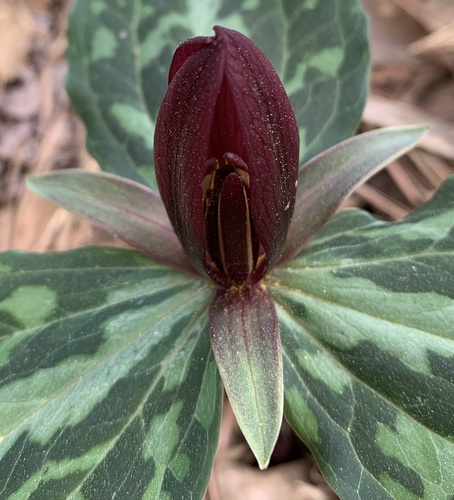 Mississippi River wakerobin