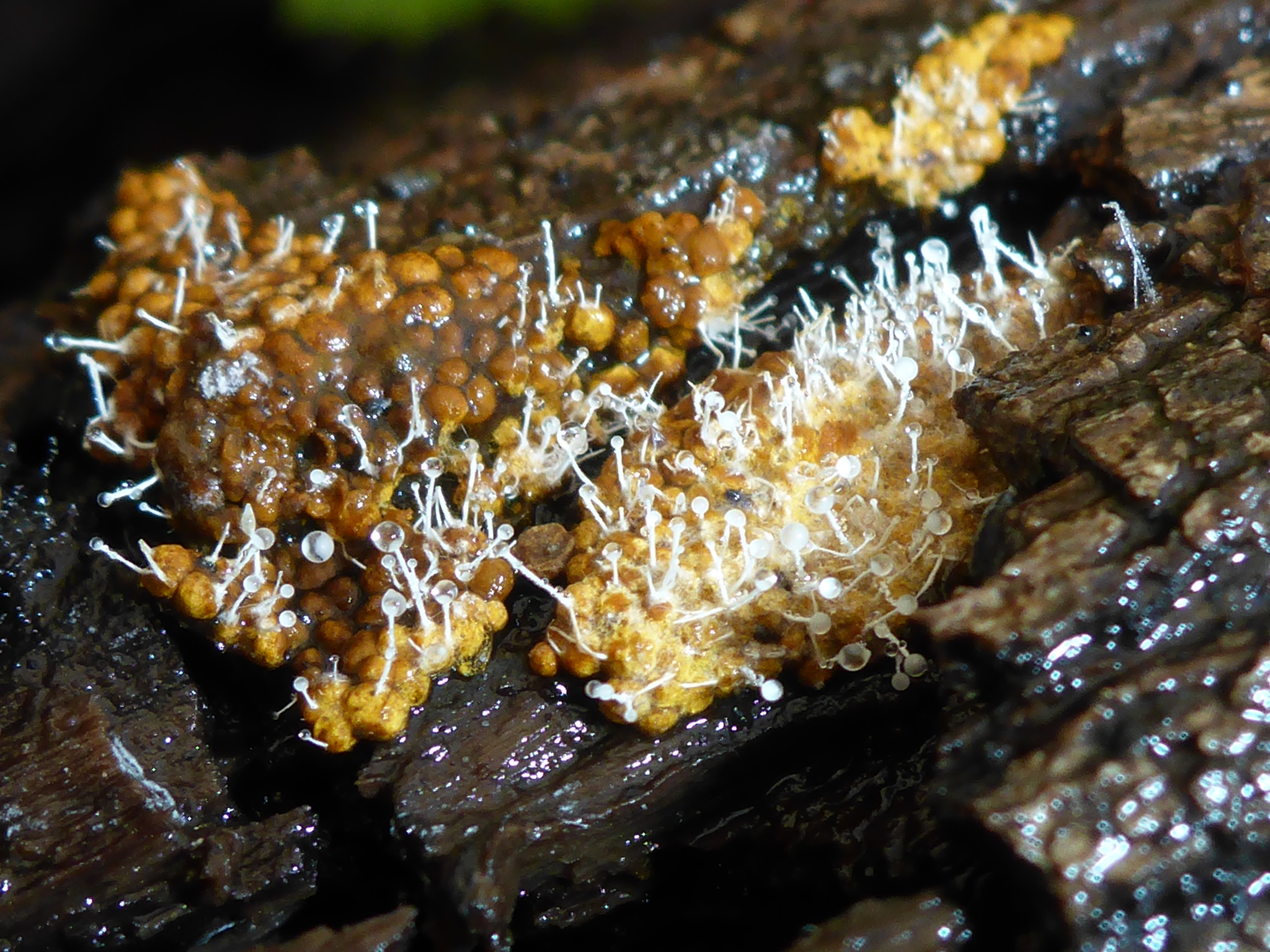 Polycephalomyces tomentosus image