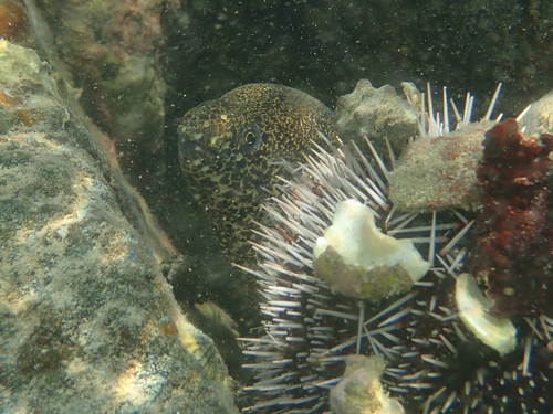 Gymnothorax pictus