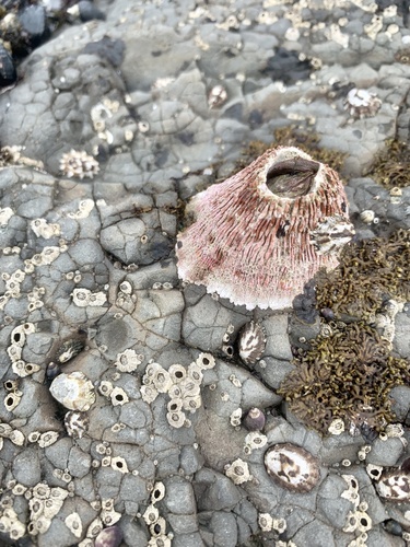Pink Volcano Barnacle, Pacific Ocean, CA, US, photo 10 of 10