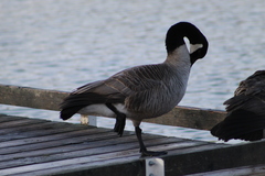Branta canadensis