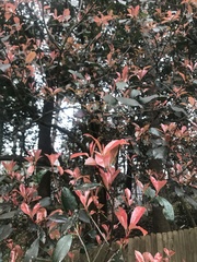 Photinia × fraseri