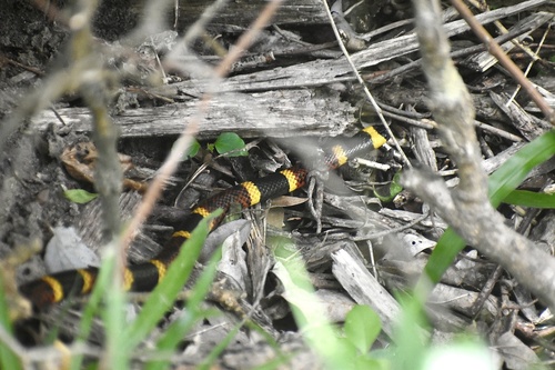 Texas Coralsnake