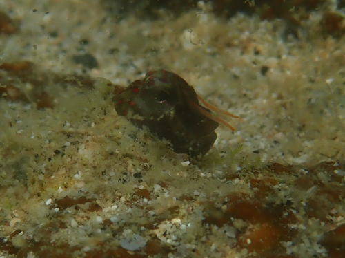 Antennablennius variopunctatus