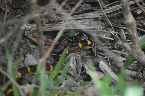Texas Coralsnake