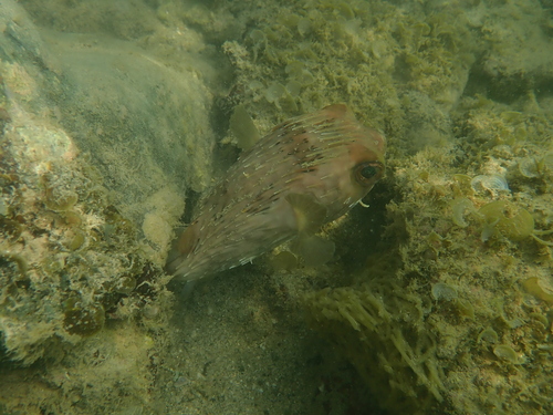 Diodon holocanthus
