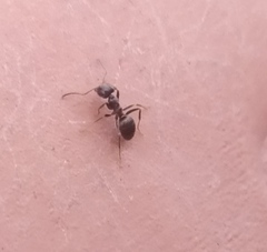 Lasius