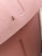 Lasius