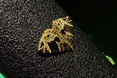 Gandaritis atricolorata