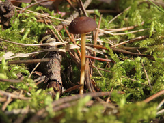 Strobilurus stephanocystis